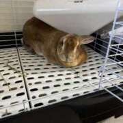 ヒメ日記 2026/01/06 11:26 投稿 つばさ アバンチュール（難波）