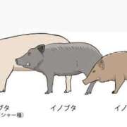 ヒメ日記 2026/01/25 23:36 投稿 つばさ アバンチュール（難波）