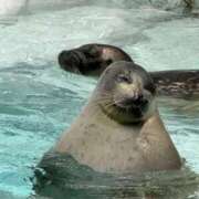 ヒメ日記 2026/01/30 07:56 投稿 つばさ アバンチュール（難波）