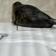 ヒメ日記 2026/02/06 09:31 投稿 つばさ アバンチュール（難波）