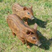 ヒメ日記 2026/03/01 07:56 投稿 つばさ アバンチュール（難波）