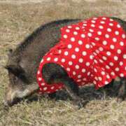 ヒメ日記 2026/03/04 16:01 投稿 つばさ アバンチュール（難波）