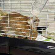 つばさ お詫び アバンチュール（難波）