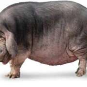 ヒメ日記 2026/06/03 19:29 投稿 つばさ アバンチュール（難波）
