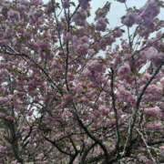 ヒメ日記 2025/04/28 20:54 投稿 芹沢かな TSUBAKI（水戸）