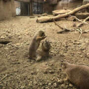 ヒメ日記 2025/07/20 21:09 投稿 芹沢かな TSUBAKI（水戸）