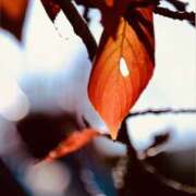 ヒメ日記 2025/11/30 08:40 投稿 りんか もしも素敵な妻が指輪をはずしたら・・・