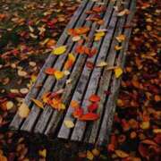 りんか 季節が巡るたびに、私たちは素敵な思い出を作ることができるよね🌸🍁🌻ほら、落ち葉たちさえ美しい絵の中に もしも素敵な妻が指輪をはずしたら・・・