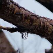 ヒメ日記 2025/12/21 08:50 投稿 りんか もしも素敵な妻が指輪をはずしたら・・・