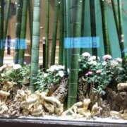 ヒメ日記 2025/01/09 05:44 投稿 ようこ 熟女総本店