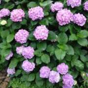 ヒメ日記 2025/06/12 05:55 投稿 ようこ 熟女総本店