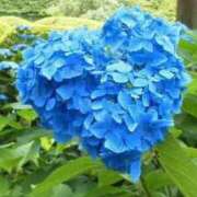 ヒメ日記 2025/06/16 06:05 投稿 ようこ 熟女総本店