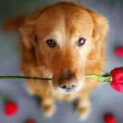 ヒメ日記 2025/01/22 05:18 投稿 早乙女 あい 30代40代50代と遊ぶなら博多人妻専科24時