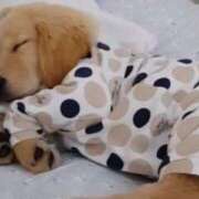 ヒメ日記 2025/03/30 01:26 投稿 早乙女 あい 30代40代50代と遊ぶなら博多人妻専科24時