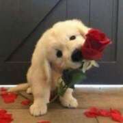 ヒメ日記 2025/11/15 22:45 投稿 早乙女 あい 30代40代50代と遊ぶなら博多人妻専科24時