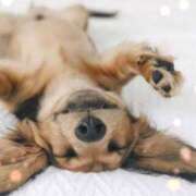 ヒメ日記 2025/11/19 04:36 投稿 早乙女 あい 30代40代50代と遊ぶなら博多人妻専科24時