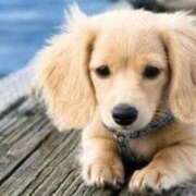 早乙女 あい ⚠️地震速報⚠️ 30代40代50代と遊ぶなら博多人妻専科24時