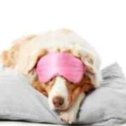 早乙女 あい 感謝(ㅅ´ ˘ `)✨ 30代40代50代と遊ぶなら博多人妻専科24時