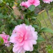 ヒメ日記 2024/12/09 09:55 投稿 らいあ 待ちナビ