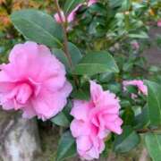 ヒメ日記 2024/12/21 15:35 投稿 らいあ 待ちナビ