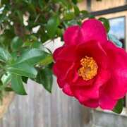 ヒメ日記 2025/01/08 11:05 投稿 らいあ 待ちナビ