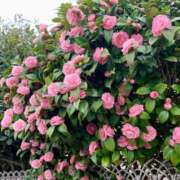 ヒメ日記 2025/03/18 21:15 投稿 らいあ 待ちナビ