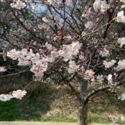 ヒメ日記 2025/03/26 21:22 投稿 らいあ 待ちナビ