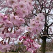 ヒメ日記 2025/04/03 08:20 投稿 らいあ 待ちナビ