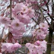 ヒメ日記 2025/04/03 11:38 投稿 らいあ 待ちナビ