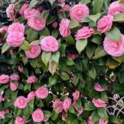 ヒメ日記 2025/04/24 09:05 投稿 らいあ 待ちナビ