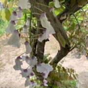 ヒメ日記 2025/05/04 10:51 投稿 らいあ 待ちナビ