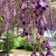 ヒメ日記 2025/05/08 09:50 投稿 らいあ 待ちナビ