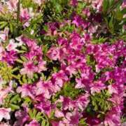 ヒメ日記 2025/05/11 09:35 投稿 らいあ 待ちナビ