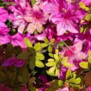 ヒメ日記 2025/05/23 09:45 投稿 らいあ 待ちナビ