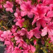 ヒメ日記 2025/06/02 08:05 投稿 らいあ 待ちナビ