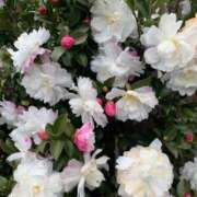 ヒメ日記 2025/06/06 10:35 投稿 らいあ 待ちナビ