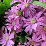 ヒメ日記 2025/06/07 09:22 投稿 らいあ 待ちナビ