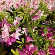 ヒメ日記 2025/06/20 14:35 投稿 らいあ 待ちナビ