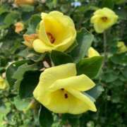 ヒメ日記 2025/07/30 13:50 投稿 らいあ 待ちナビ