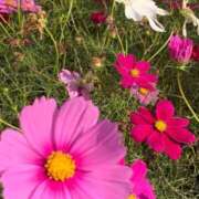 ヒメ日記 2025/10/26 10:25 投稿 らいあ 待ちナビ