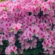 ヒメ日記 2025/11/12 10:07 投稿 らいあ 待ちナビ