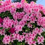 ヒメ日記 2025/11/24 08:46 投稿 らいあ 待ちナビ