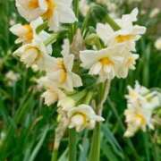 ヒメ日記 2026/01/17 07:49 投稿 らいあ 待ちナビ