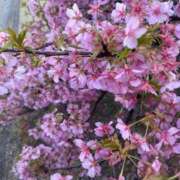 ヒメ日記 2026/03/08 21:04 投稿 りり みせすはーと