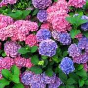 ヒメ日記 2026/06/10 19:35 投稿 ちひろ 人妻小旅行