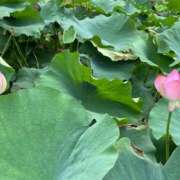 ヒメ日記 2025/08/18 13:00 投稿 吉岡【よしおか】 丸妻 西船橋店