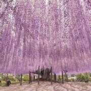 ヒメ日記 2025/04/23 12:56 投稿 深田美咲(ふかだみさき) 五十路マダムエクスプレス厚木店(カサブランカグループ)