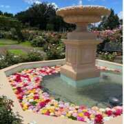 ヒメ日記 2025/06/05 08:12 投稿 深田美咲(ふかだみさき) 五十路マダムエクスプレス厚木店(カサブランカグループ)