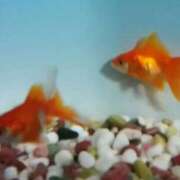 ヒメ日記 2025/08/07 16:54 投稿 深田美咲(ふかだみさき) 五十路マダムエクスプレス厚木店(カサブランカグループ)