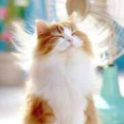 ヒメ日記 2025/08/08 14:10 投稿 深田美咲(ふかだみさき) 五十路マダムエクスプレス厚木店(カサブランカグループ)